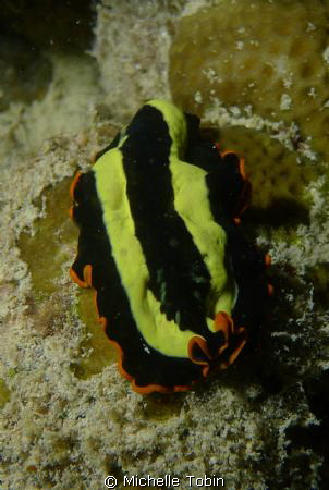 Flatworm Taken on a Night Dive in Mabul by Michelle Tobin 