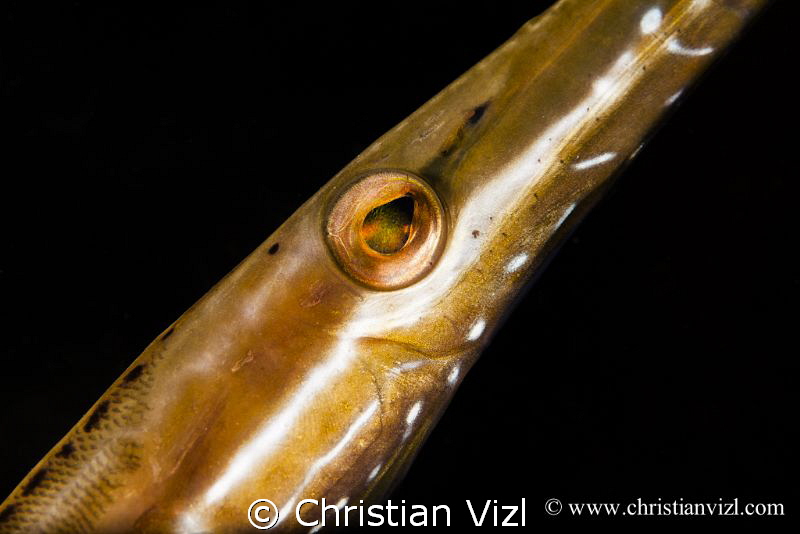 Close up of a Trumpet fish by Christian Vizl 