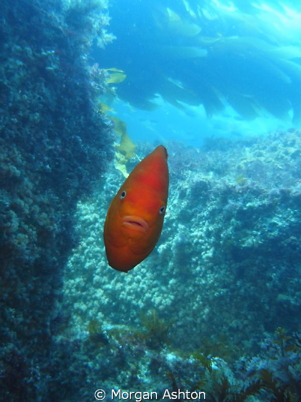 3D Garibaldi in Catalina by Morgan Ashton 