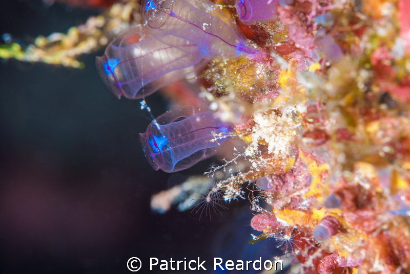 Tunicates.  NIkon 105 mm and SubSea 5X diopter. by Patrick Reardon 