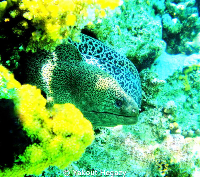 Giant moray by Yakout Hegazy 
