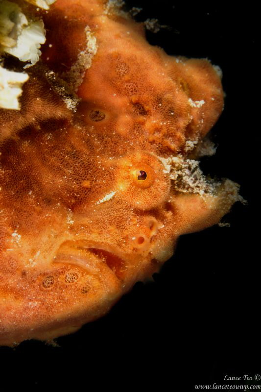 Portrait Frog Fish by Lance Teo 