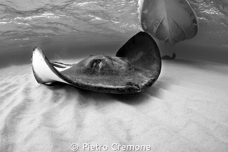 Southern stingray by Pietro Cremone 