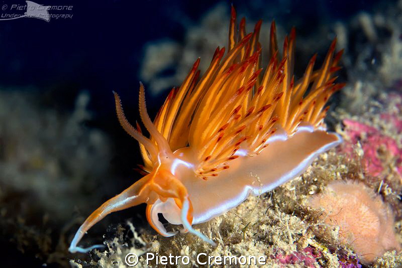 Dondice banyulensis by Pietro Cremone 