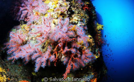 Red Gold by Salvatore Ianniello 