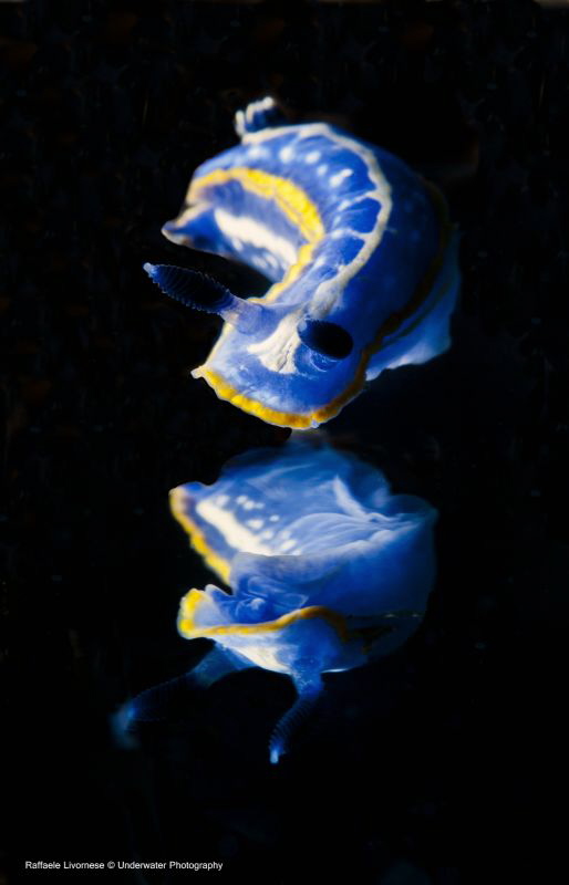 Hypselodoris tricolor, with mirror effect (done with mirr... by Raffaele Livornese 