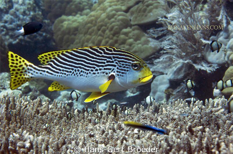 Sweet Lip with friends
Bunaken,Sulawesi,Indonesia, 
Nik... by Hans-Gert Broeder 