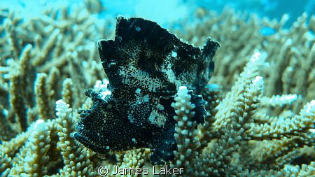 Leaf fish on coral head by James Laker 