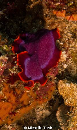 Flatworm by Michelle Tobin 