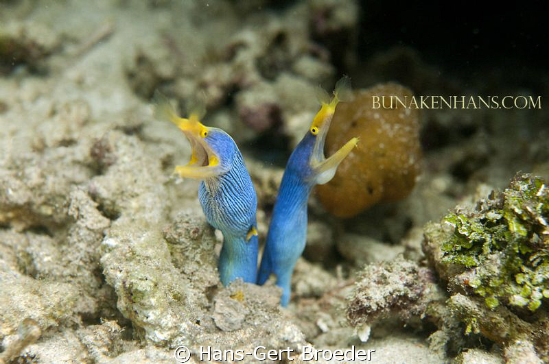 Ribbon Eel 
Bunakenhans.com
,Bunaken,Sulawesi,Indonesia... by Hans-Gert Broeder 