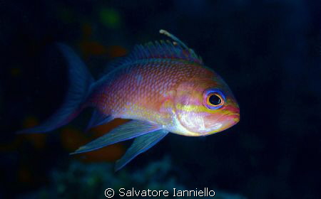 Piccolo Anthias by Salvatore Ianniello 