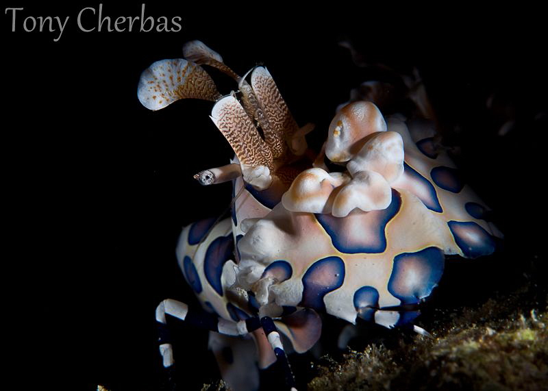 Harlequin Nights: F22, 1/125, ISO 250.
Nikkor 105 VR + F... by Tony Cherbas 