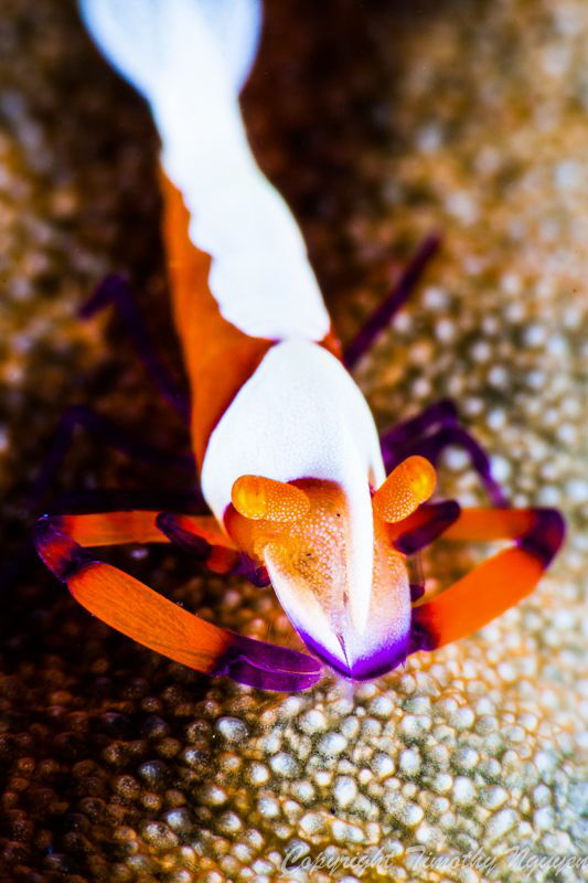 Emperor shrimp by Timothy Nguyen 