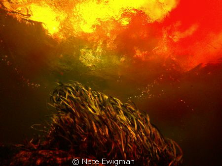 Taken of a water plant at Devil's Ear at Ginnie Springs i... by Nate Ewigman 