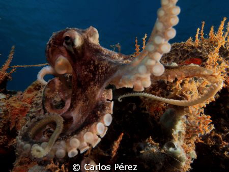 "Reflection"Tentacles in the Dome by Carlos Pérez 