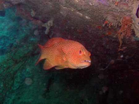 Coral trout under the wing of the B-25 Bomber at Wongat I... by Jan Messersmith 