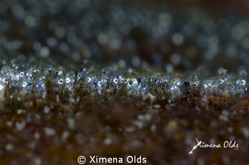 Developed Damselfsih eggs…Just about to hatch. No crop. T... by Ximena Olds 