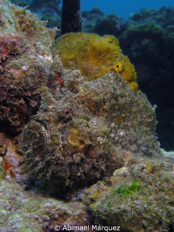Pair of frogfish by Abimael Márquez 