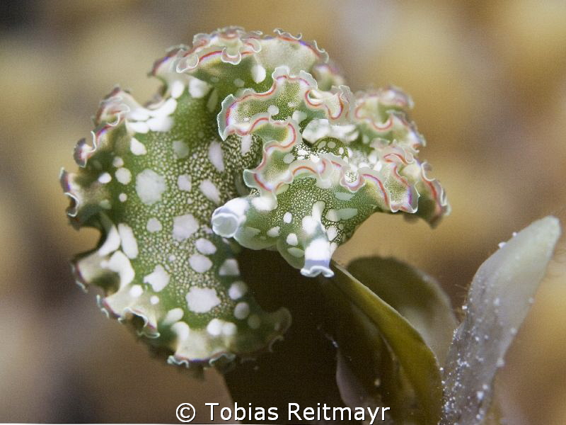 Lettuce Sea Slug at night Three Peaks, Exumas by Tobias Reitmayr 