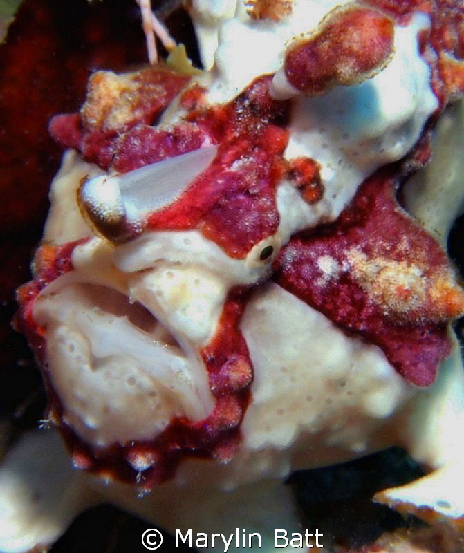 Juvinile Warty Frogfish by Marylin Batt 