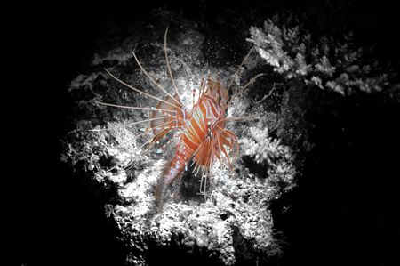 Lion Fish. Taken in the Maldives during a night dive, thi... by Grant Kennedy 
