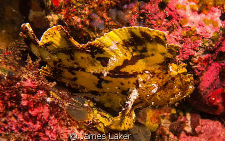 Leaf fish by James Laker 