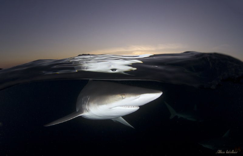 This Black Tip over under was taken at just before Sunset. by Allen Walker 