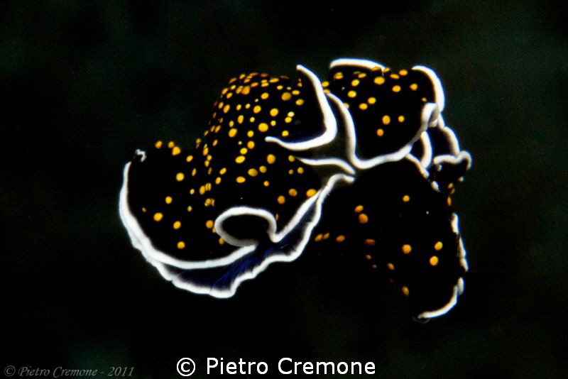 Dancing flatworm by Pietro Cremone 