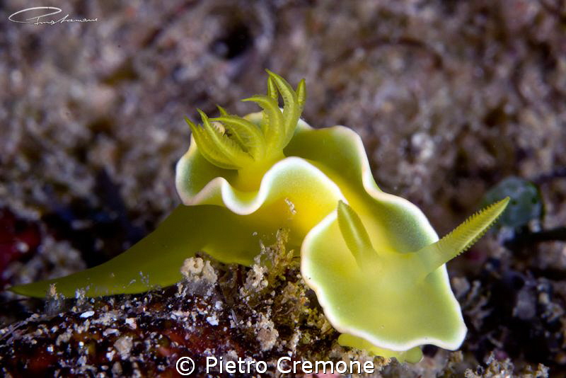 Noumea crocea by Pietro Cremone 