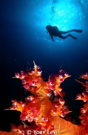 Soft Coral and Diver.
Double exposure by Yoav Lavi 