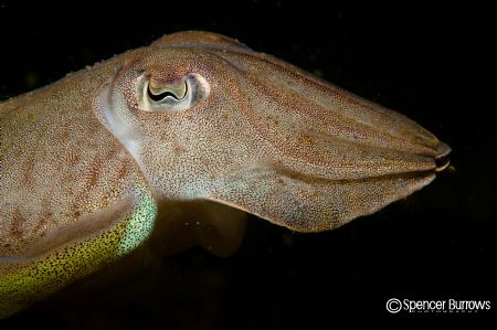 Cuttle Fish Portrait by Spencer Burrows 