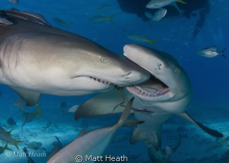 These Lemon Sharks Were Competing Over Who Got To Be In T... by Matt Heath 