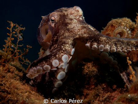 Tentacles & suckers by Carlos Pérez 
