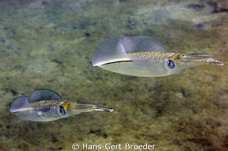Starwars,
Cuttlefish
Bunaken,Sulawesi,Indonesia, 
Niko... by Hans-Gert Broeder 