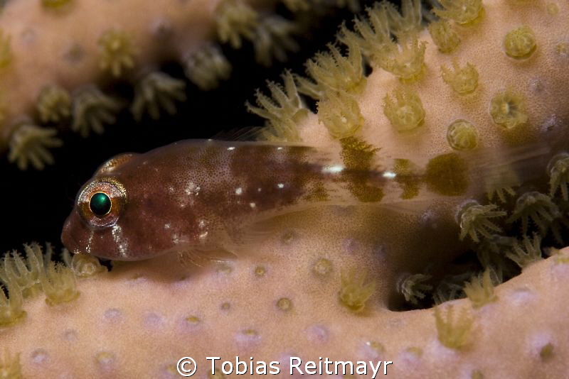 Clingfish at night at Barracuda Shoal, Exumas by Tobias Reitmayr 