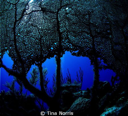 Sea Fan by Tina Norris 