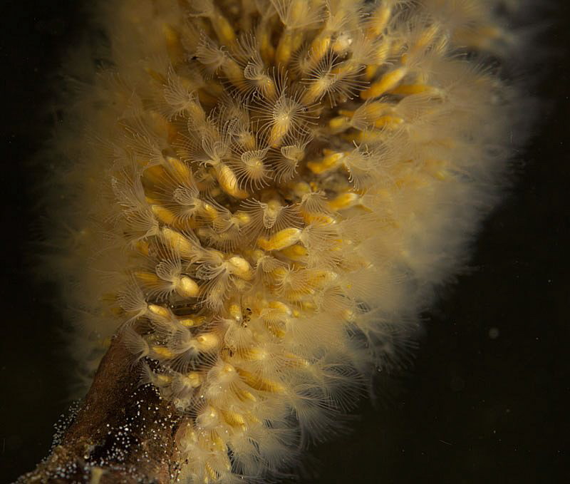 plumatella colony by Chris Krambeck 