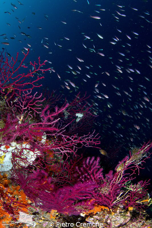 Gorgonians and Anthias by Pietro Cremone 