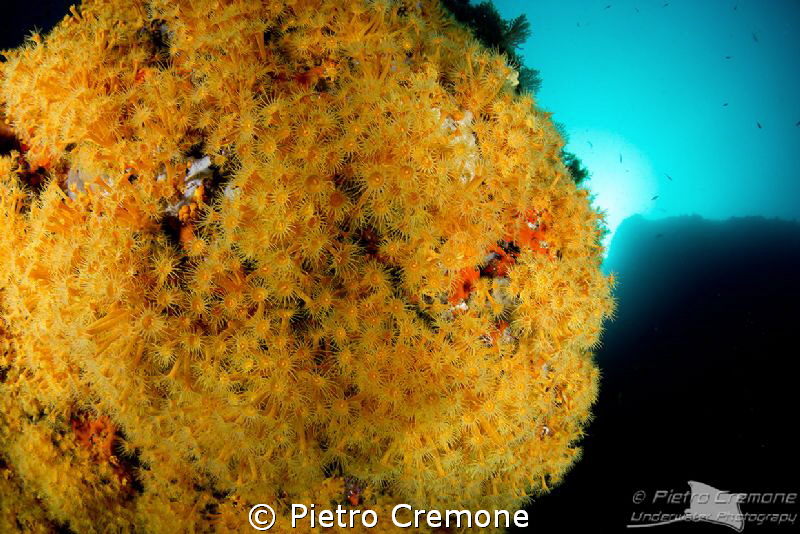 Planet Parazoanthus by Pietro Cremone 