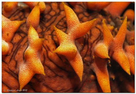 Detail of a Holothuroidea (Thelenota ananas) by Reinhard Arndt 