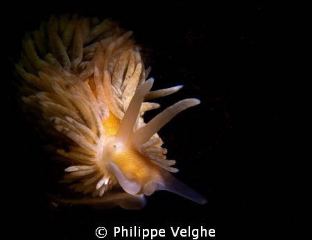 Aeolidiella glauca by Philippe Velghe 