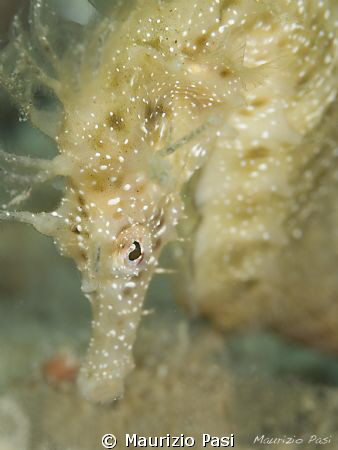 Hippocampus Ramulosus
Olympus E-PL2 - Panasonic 45mm mac... by Maurizio Pasi 