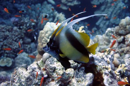 Double batterfly, Red Sea, St'Jones by Dmitry German 