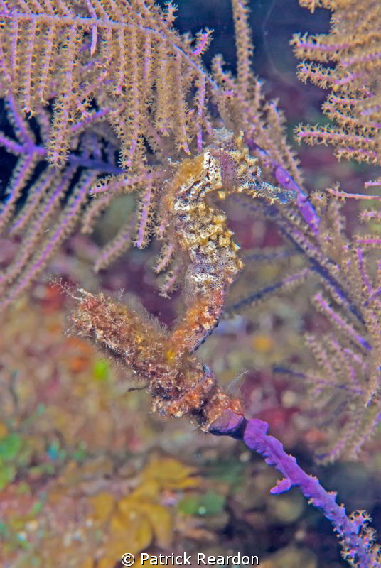 My first encounter with a sea horse.  Down to 600 lbs. of... by Patrick Reardon 