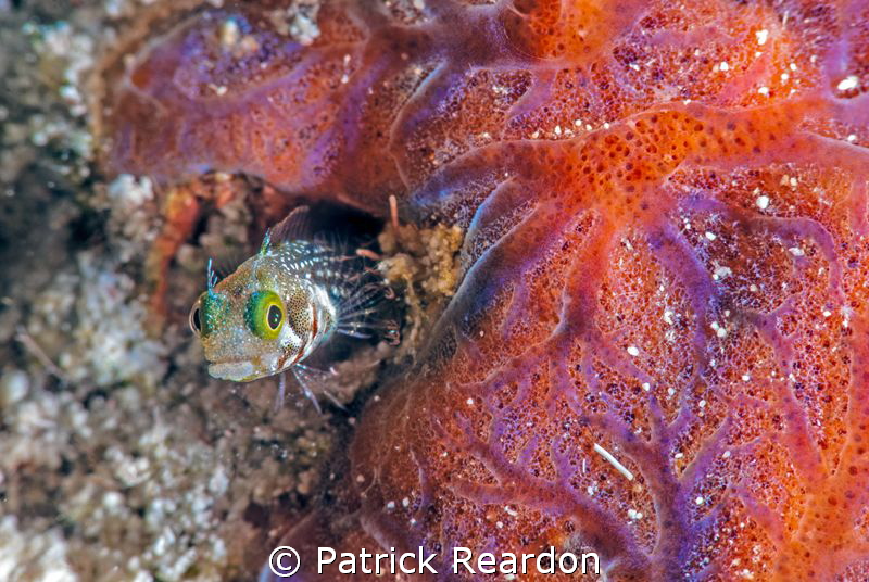 Secretary blenny.  Nikon 105 mm and SubSEa 5X diopter. by Patrick Reardon 