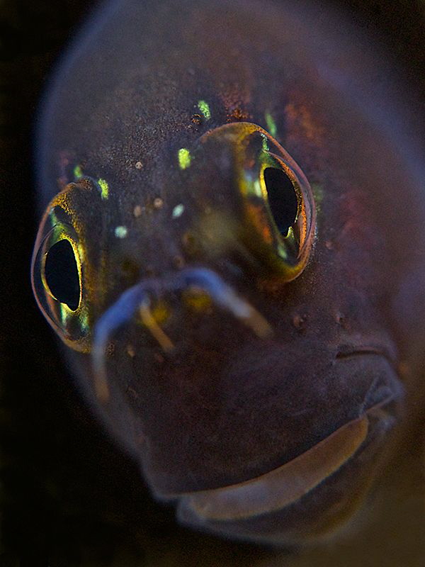 Blenny Portrait 
Super-macro
(+17 diopter) by Iyad Suleyman 