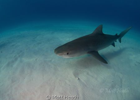Tiger Shark by Matt Heath 
