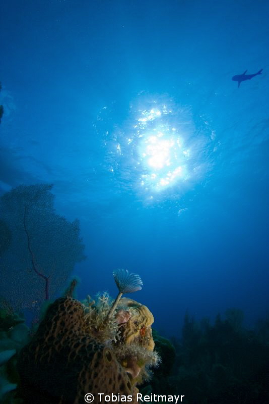 Feather Duster in the morning at Danger Reef with shark s... by Tobias Reitmayr 