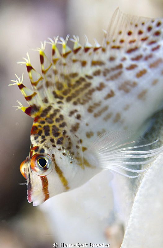 Hawfish
Bunaken,Sulawesi,Indonesia, 
Nikon D 300 S, mic... by Hans-Gert Broeder 