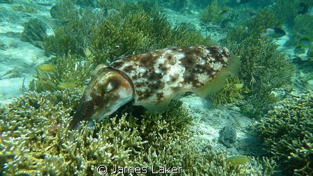 Cuttlefish Hunting on the Reef by James Laker 
